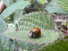 Cycloneda sanguinea