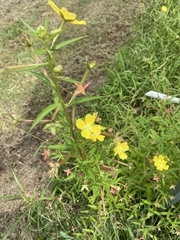 Ludwigia octovalvis
