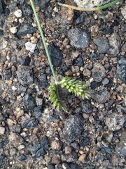 Eleusine tristachya