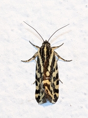 Acontia trabealis