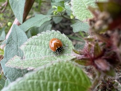 Cycloneda sanguinea