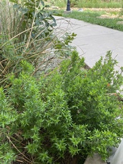 Anisacanthus quadrifidus