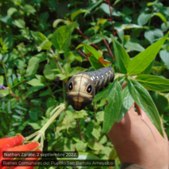 Xylophanes falco