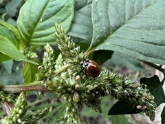 Cycloneda sanguinea
