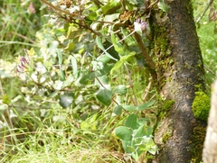 Lonicera etrusca