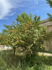 Pyrus communis