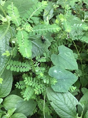 Melanotettix dibelonius