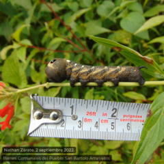 Xylophanes falco