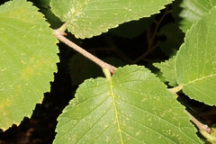 Ulmus rubra