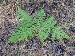 Pteridium aquilinum pubescens