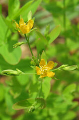 Hypericum mutilum