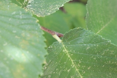Ulmus rubra