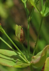 Hypericum mutilum