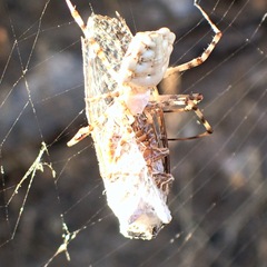 Argiope lobata