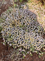 Helichrysum caespititium