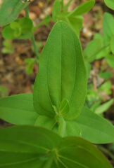 Hypericum mutilum