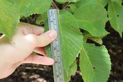Ulmus rubra