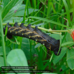 Xylophanes falco