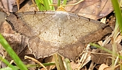 Macaria bicolorata