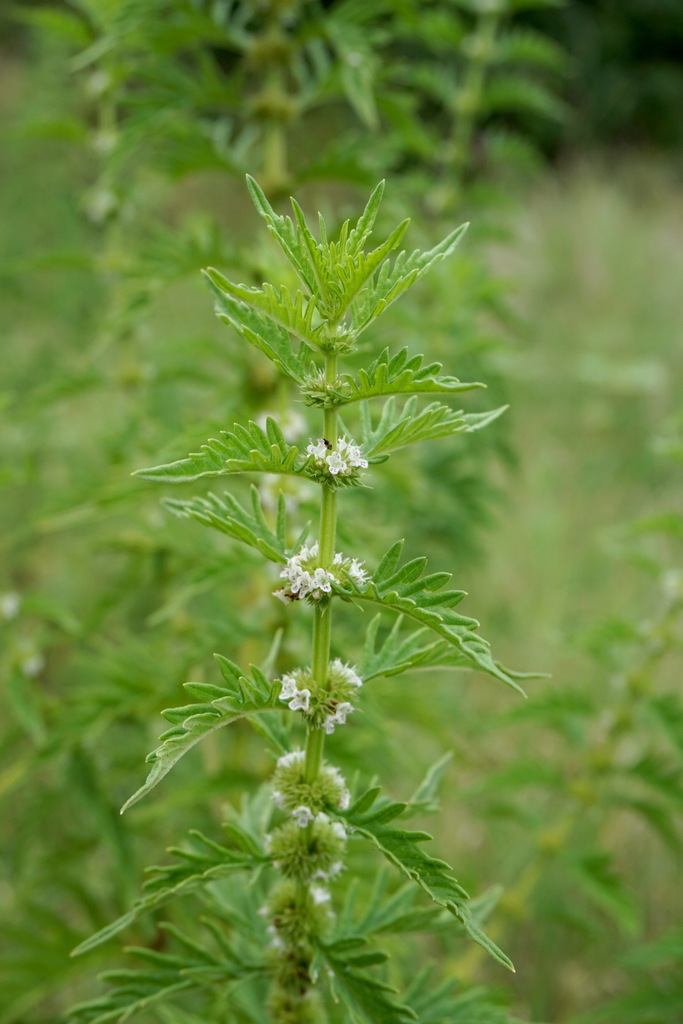 cut-leaved gypsywort