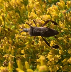 Leptoglossus oppositus
