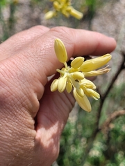 Hesperaloe