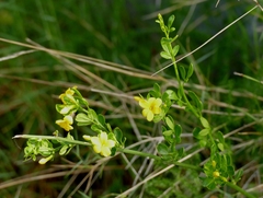 Chrysojasminum fruticans
