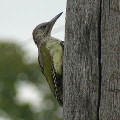 Picus viridis