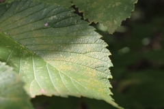 Ulmus rubra