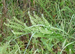 Lepidium campestre