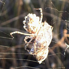 Argiope lobata