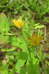 Hypericum mutilum