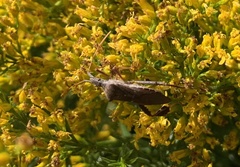 Leptoglossus oppositus