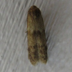 Pigritia