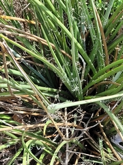 Hesperaloe