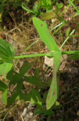 Hypericum mutilum