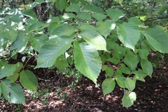 Ulmus rubra