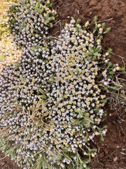 Helichrysum caespititium