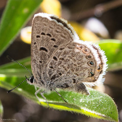 Icaricia shasta
