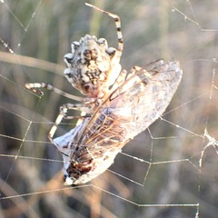 Argiope lobata
