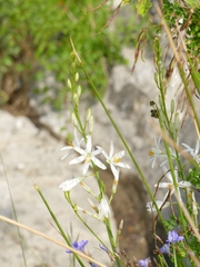 Anthericum liliago