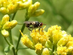Thecophora