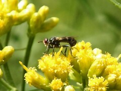 Thecophora