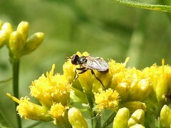 Thecophora