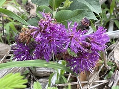 Vernonia baldwinii