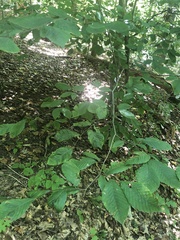 Litylenchus crenatae