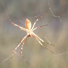 Argiope lobata