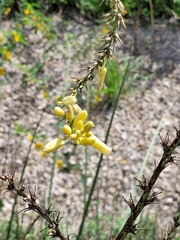 Hesperaloe