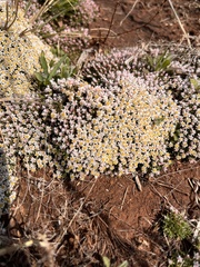 Helichrysum caespititium
