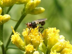 Thecophora